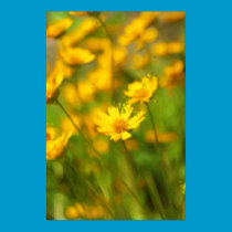 Field of Yellow posters