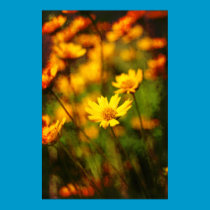 Field of Yellow posters