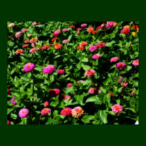 Field Of Zinnias Flower Poster posters