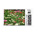 Field of Zinnias postage