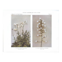 Field or Meadow Chickweed - Cerastium arvense posters