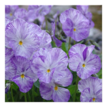 Field Pansies Announcement
