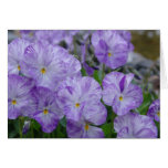 Field Pansies Greeting Cards