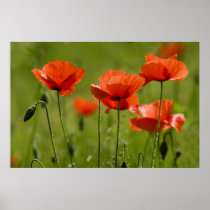 Field Poppies Print