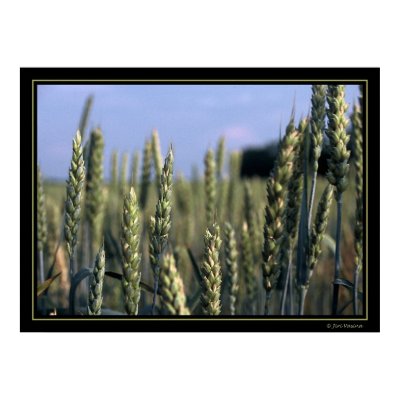 Field Print by jpoutnik