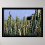 Field Print