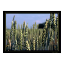 Field posters