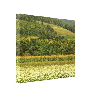 Fields of Grain Gallery Wrapped Canvas