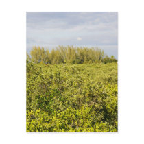 fields of Green postcards by Debrene fields of Green postcards