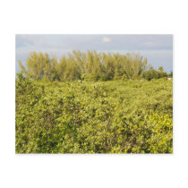 fields of Green postcards by Debrene fields of Green postcards