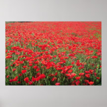 Fields of poppies near Carpentras flowers Print
