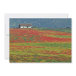 Fields of poppies near Cordoba, Andalusia fl Announcements