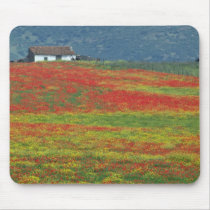 Fields of poppies near Cordoba, Andalusia fl Mouse Pads