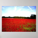 Fields of Rubies Print