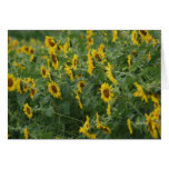 Fields of Sunflowers Greeting Cards