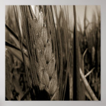 fields posters