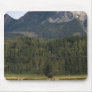 Fields with bailed hay, Alberta, Canada