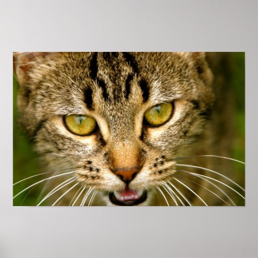 fierce-cat-print-zazzle