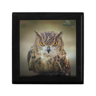Fierce Orange Eyed Owl Jewelry Box