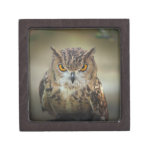 Fierce Orange Eyed Owl Premium Gift Boxes