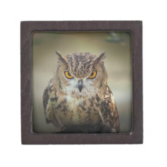 Fierce Orange Eyed Owl Premium Gift Boxes