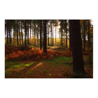 Fiery Bracken Print print