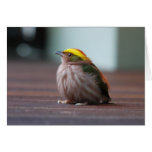 Fiery-capped Manakin Card