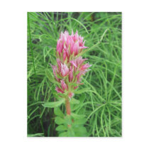 Fiery Pink Bloom Postcard