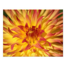 Fiery Yellow And Red Dahlia Fine Art Print Photo Art