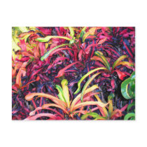 Fiesta of Color - Postcard