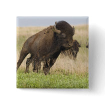 Fiesty young bison bull at the Tallgrass Pinback Button