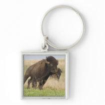Fiesty young bison bull at the Tallgrass Keychains