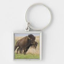 Fiesty young bison bull at the Tallgrass Keychains
