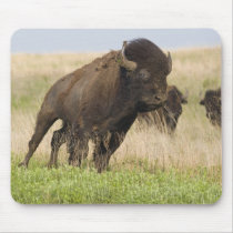 Fiesty young bison bull at the Tallgrass Mouse Pad