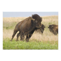 Fiesty young bison bull at the Tallgrass