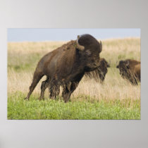 Fiesty young bison bull at the Tallgrass
