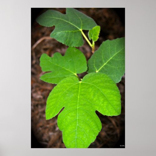 Fig Leaves print