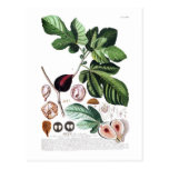 Fig Postcard