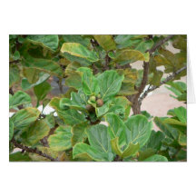 Fig Tree Cards