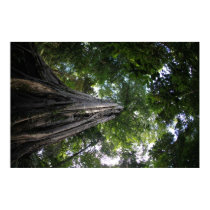 Fig tree in the Tangkoko rainforest of Sulawesi posters