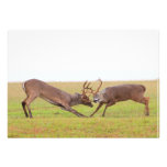 Fighting Deer Invitation