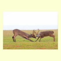 Fighting Deer Poster posters