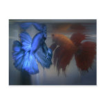 Fighting Fish Postcard