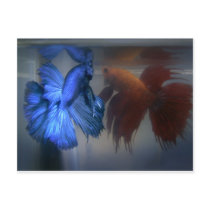 Fighting Fish postcards