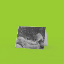Fighting Raccoons Card cards