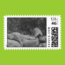 Fighting Raccoons Postage postage