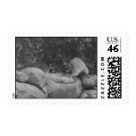 Fighting Raccoons Postage postage