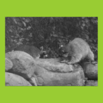 Fighting Raccoons Poster posters