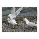 Fighting Seagulls Cards