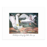 Fighting seagulls postcard